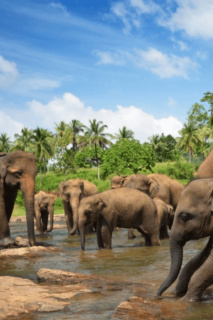 See Elephants in Sri Lanka